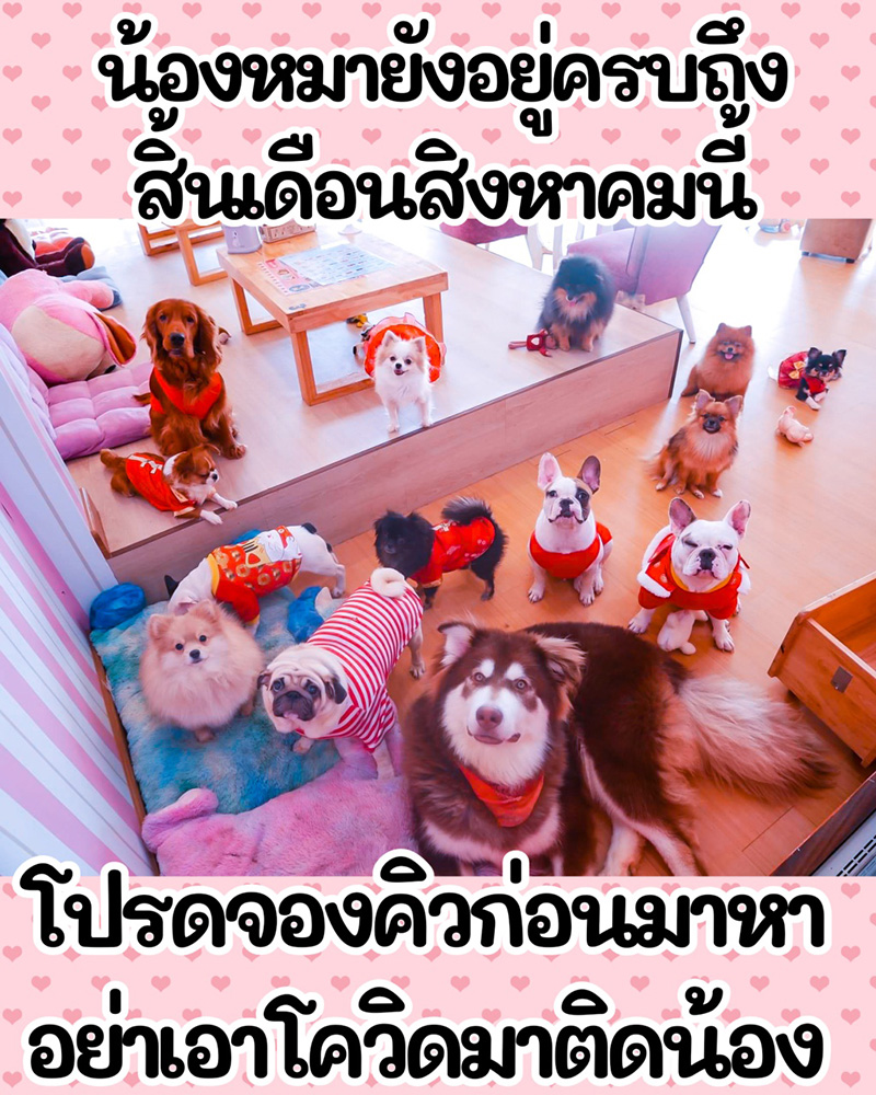 คาเฟน้องหมาเชียงใหม่ คาเฟน้องหมาเชียงใหม่