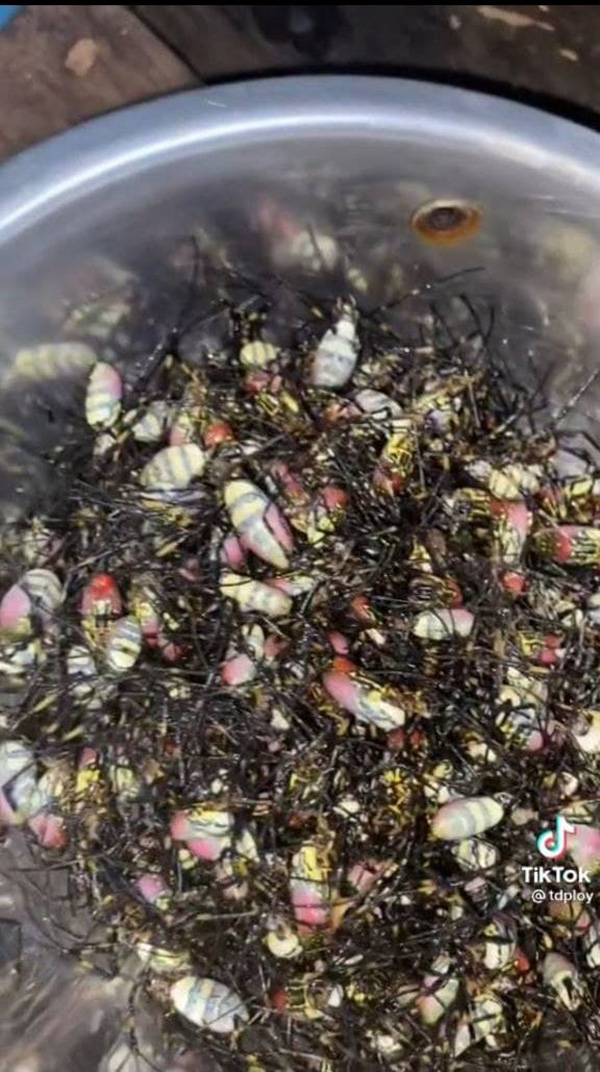 ผัดเผ็ดแมงมุม ผัดเผ็ดแมงมุม