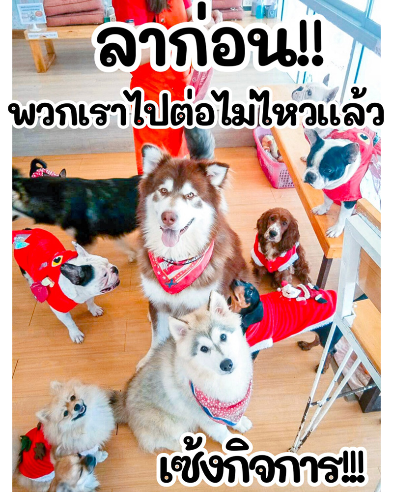 คาเฟน้องหมาเชียงใหม่ คาเฟน้องหมาเชียงใหม่