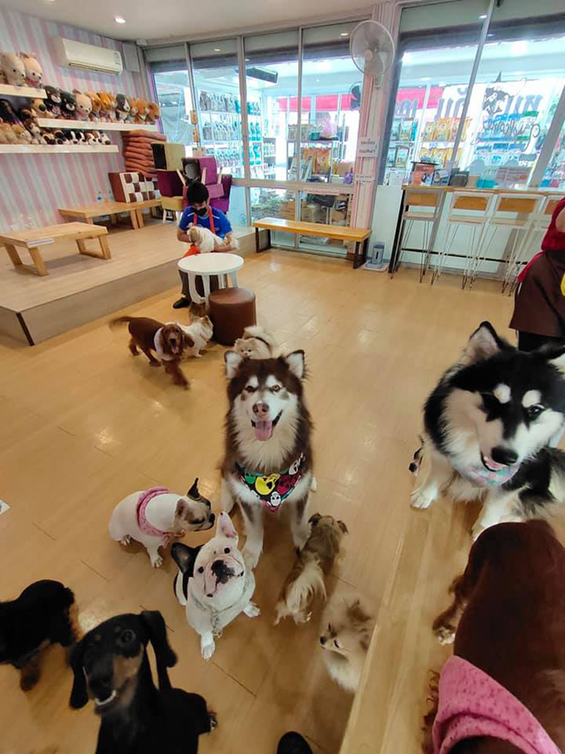 คาเฟน้องหมาเชียงใหม่ คาเฟน้องหมาเชียงใหม่