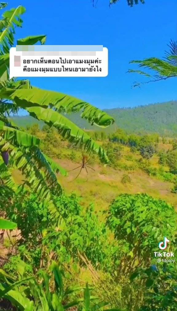 ผัดเผ็ดแมงมุม ผัดเผ็ดแมงมุม