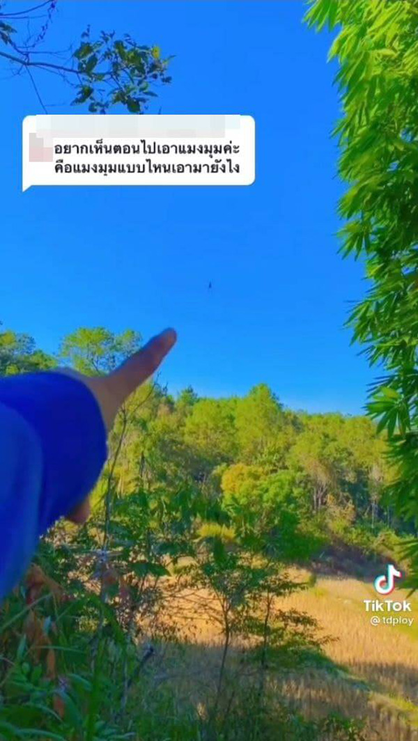 ผัดเผ็ดแมงมุม ผัดเผ็ดแมงมุม