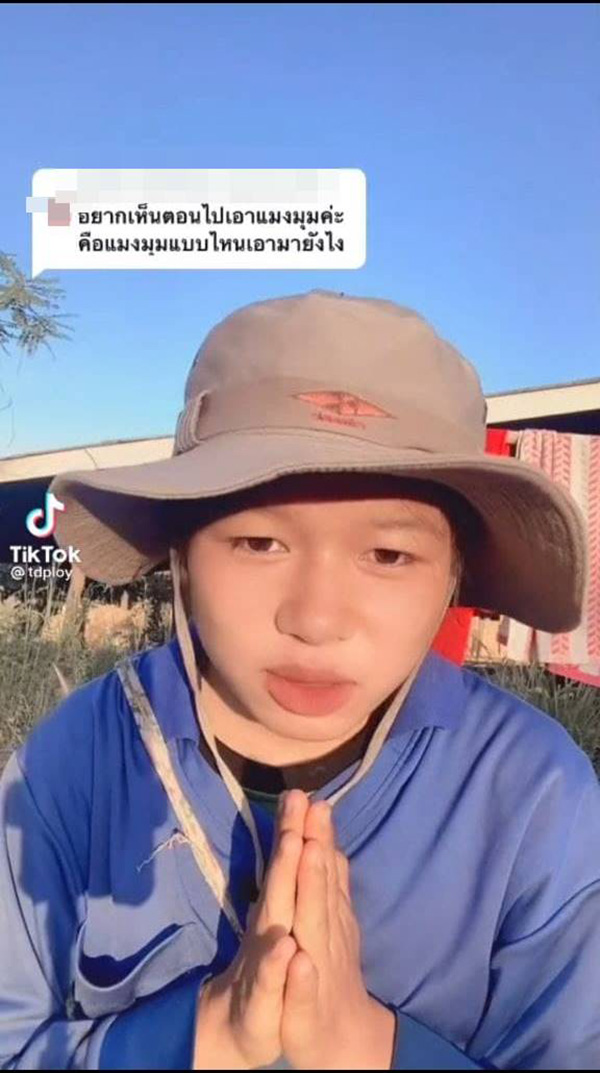 ผัดเผ็ดแมงมุม ผัดเผ็ดแมงมุม