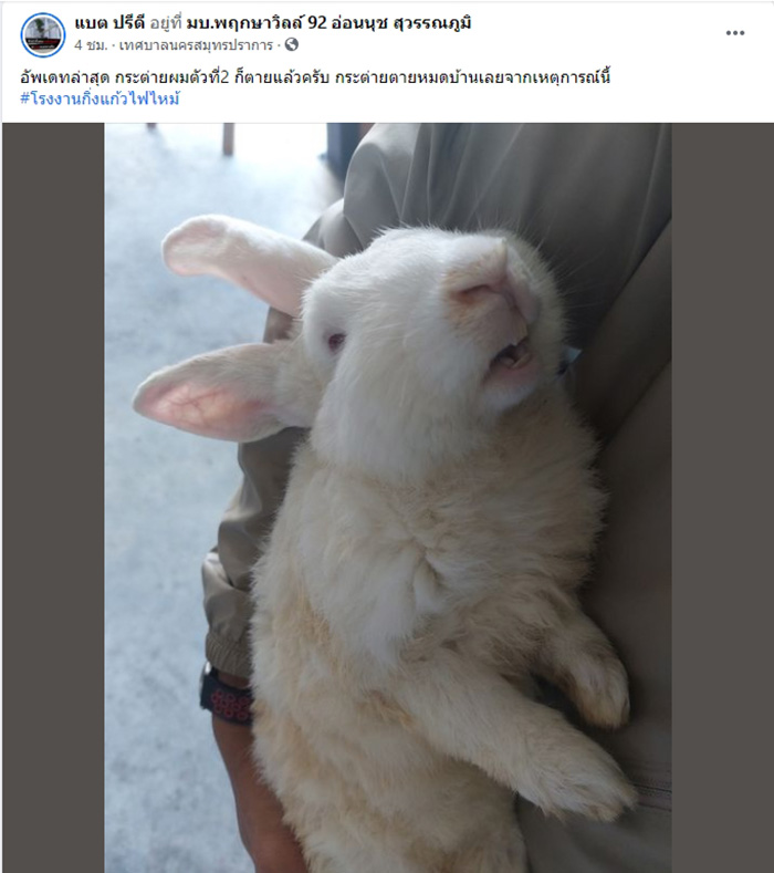 กระต่ายตกใจช็อกตายหมดบ้าน กระต่ายตกใจช็อกตายหมดบ้าน