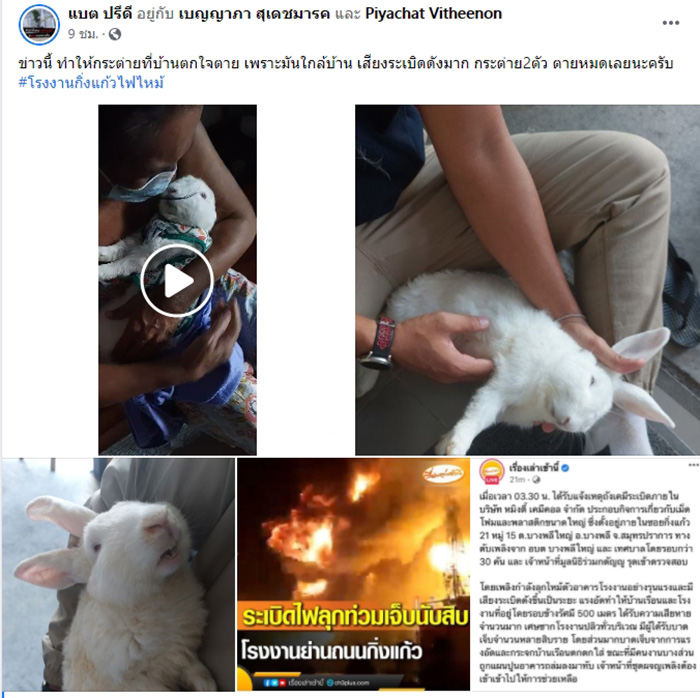 กระต่ายตกใจช็อกตายหมดบ้าน กระต่ายตกใจช็อกตายหมดบ้าน