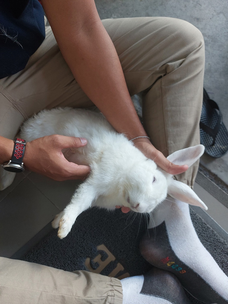 กระต่ายตกใจช็อกตายหมดบ้าน กระต่ายตกใจช็อกตายหมดบ้าน