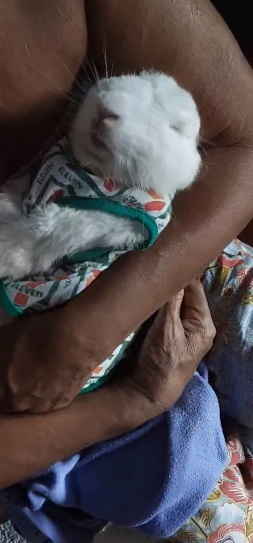 กระต่ายตกใจช็อกตายหมดบ้าน กระต่ายตกใจช็อกตายหมดบ้าน