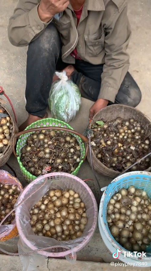 ยายแทบเป็นลม เข้าป่าเก็บเห็ด 10 กิโล ยายแทบเป็นลม เข้าป่าเก็บเห็ด 10 กิโล