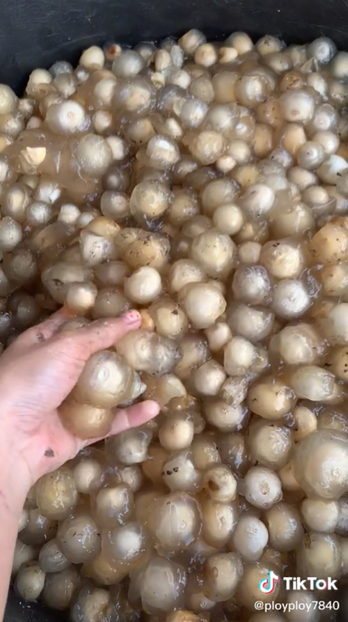 ยายแทบเป็นลม เข้าป่าเก็บเห็ด 10 กิโล ยายแทบเป็นลม เข้าป่าเก็บเห็ด 10 กิโล