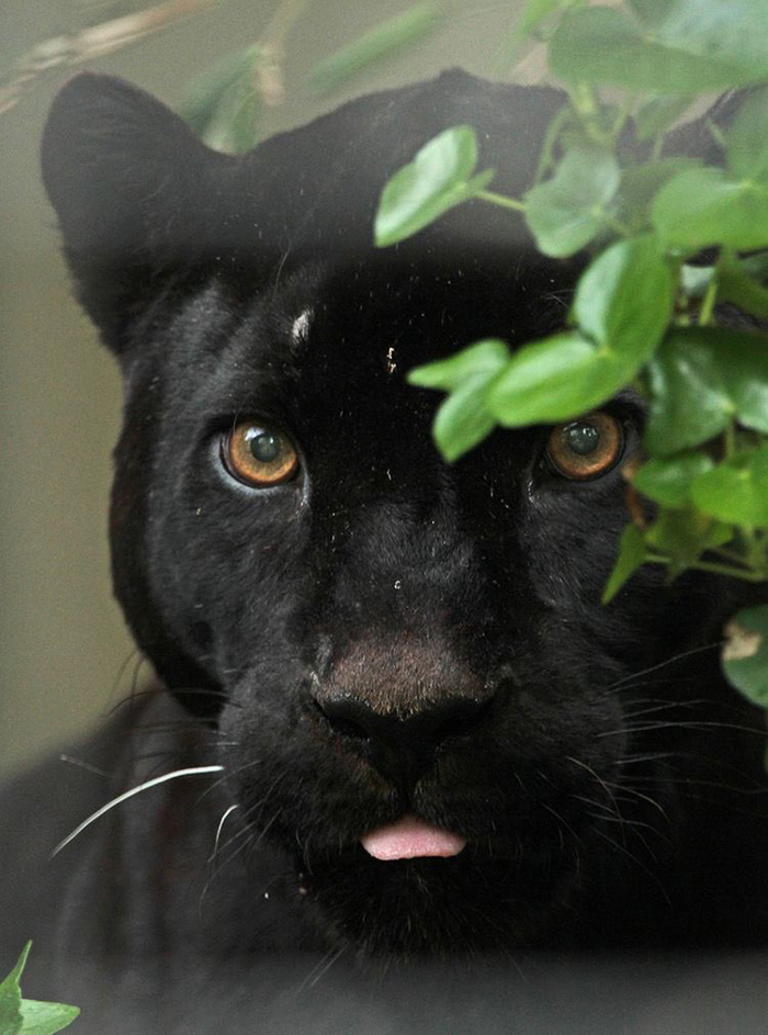 เสือดำ เสือดำ