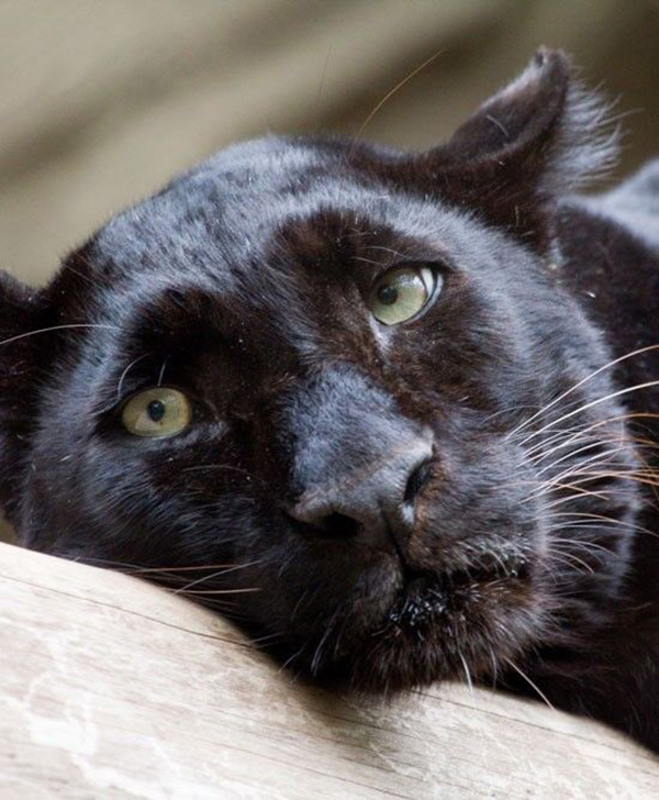 เสือดำ เสือดำ