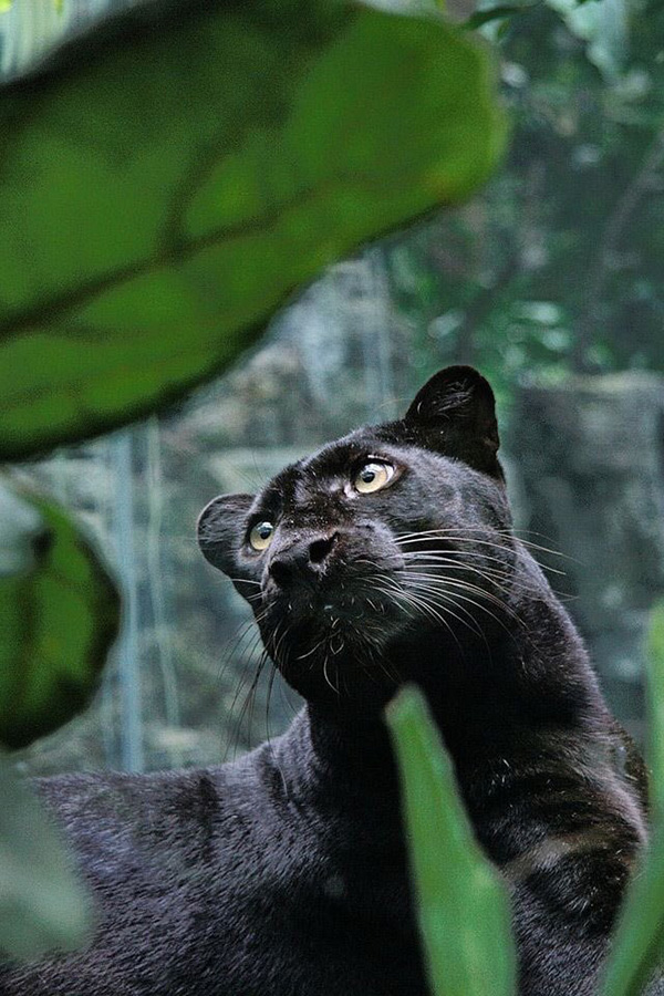 เสือดำ เสือดำ