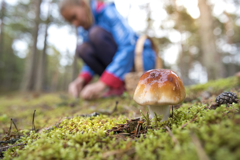 7 คนไทยเก็บเห็ด ได้ฉีดวัคซีนที่ลาว 7 คนไทยเก็บเห็ด ได้ฉีดวัคซีนที่ลาว