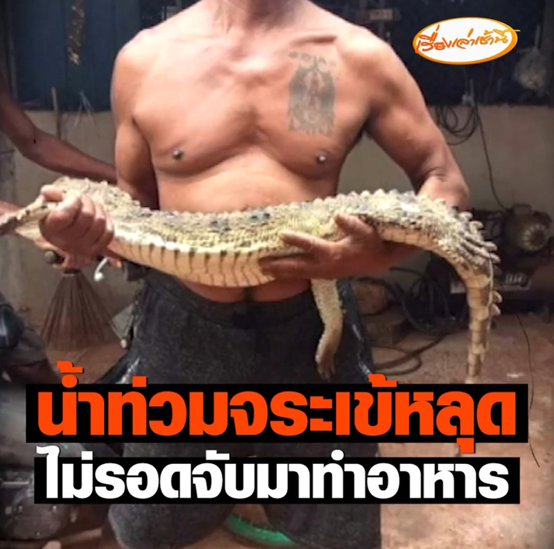 ชาวบ้านเจอจระเข้หลุด ชาวบ้านเจอจระเข้หลุด