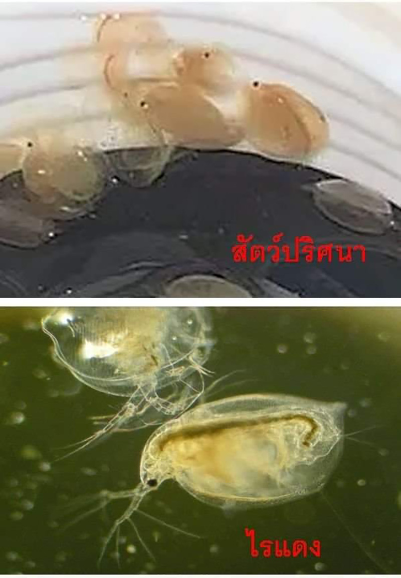 คลิปไวรัลสัตว์ปริศนาน่าขนลุก คลิปไวรัลสัตว์ปริศนาน่าขนลุก