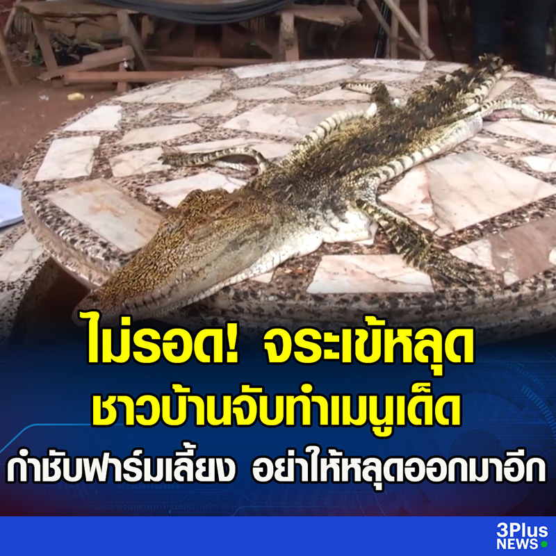 ชาวบ้านเจอจระเข้หลุด ชาวบ้านเจอจระเข้หลุด