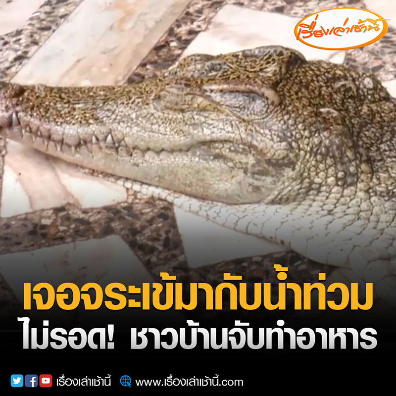 ชาวบ้านเจอจระเข้หลุด ชาวบ้านเจอจระเข้หลุด