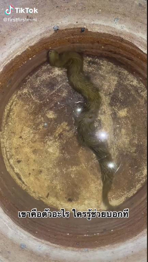 งูมีขน งูมีขน