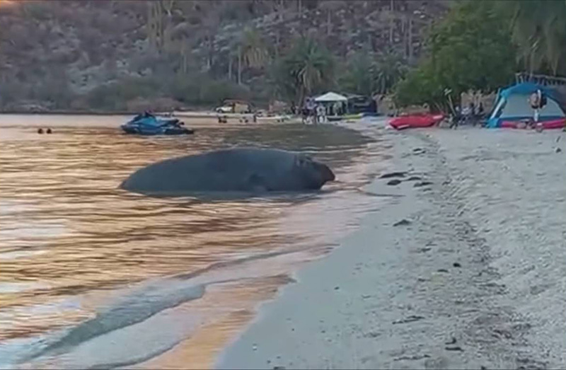 นักท่องเที่ยวแตกกระเจิง เจอช้างน้ำกระดึ๊บขึ้นฝั่ง นักท่องเที่ยวแตกกระเจิง เจอช้างน้ำกระดึ๊บขึ้นฝั่ง