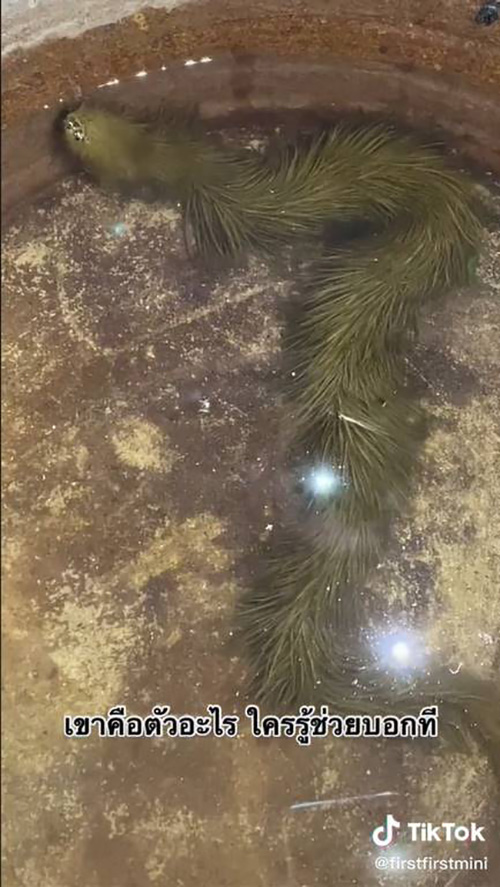 งูมีขน งูมีขน