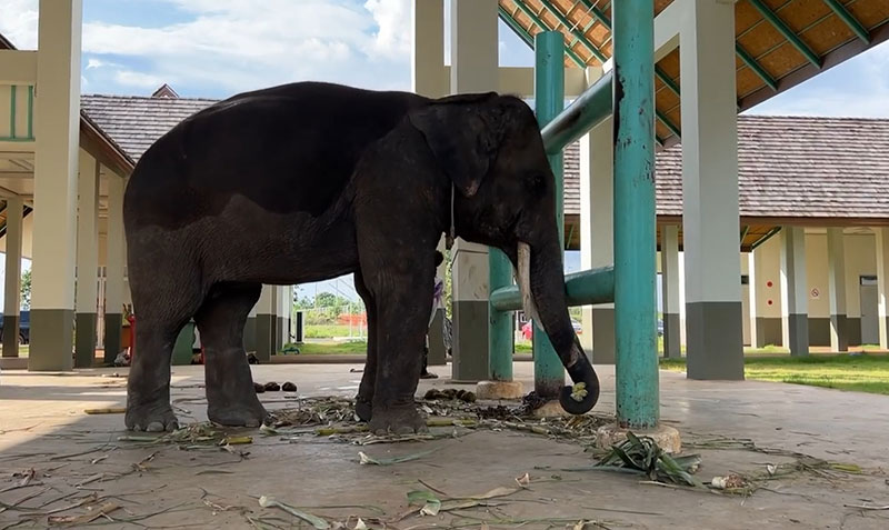 สุดสงสาร พายุถล่มพัดสังกะสีปลิว ตัดงวงช้างหวิดขาดปักทะลุ สุดสงสาร พายุถล่มพัดสังกะสีปลิว ตัดงวงช้างหวิดขาดปักทะลุ