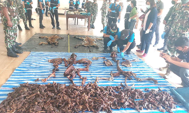 เสือโคร่ง เสือโคร่ง