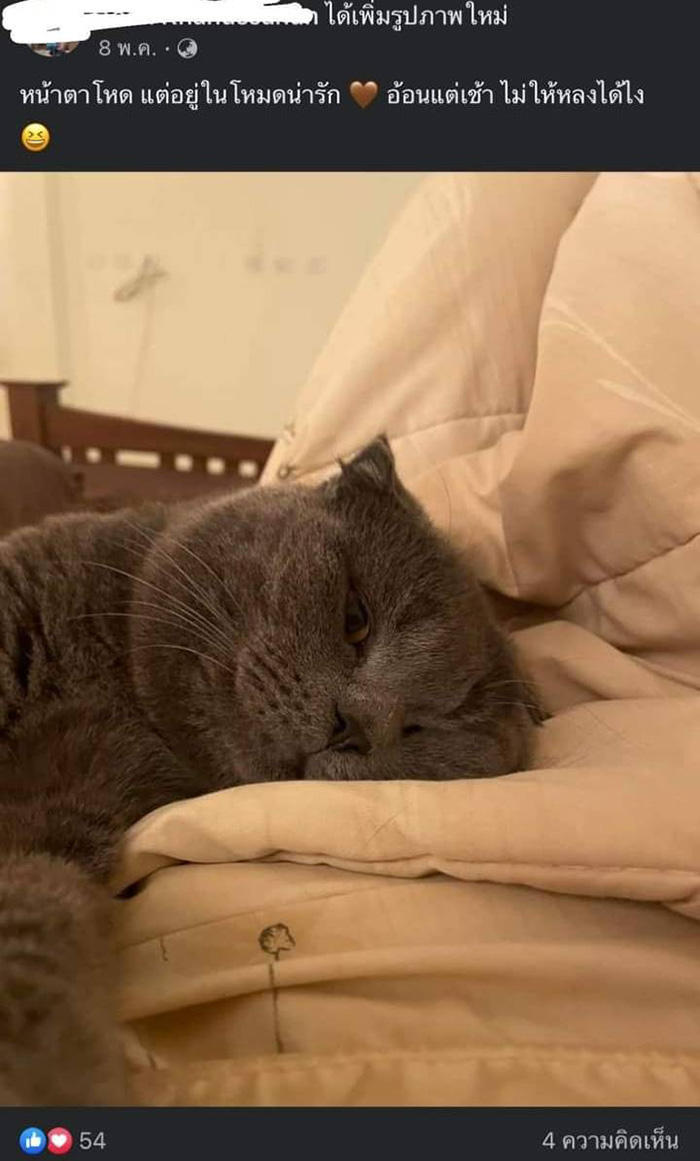 สาวตามหาแมวหาย รู้ทีหลังว่าแฟนขโมยไปขาย สาวตามหาแมวหาย รู้ทีหลังว่าแฟนขโมยไปขาย