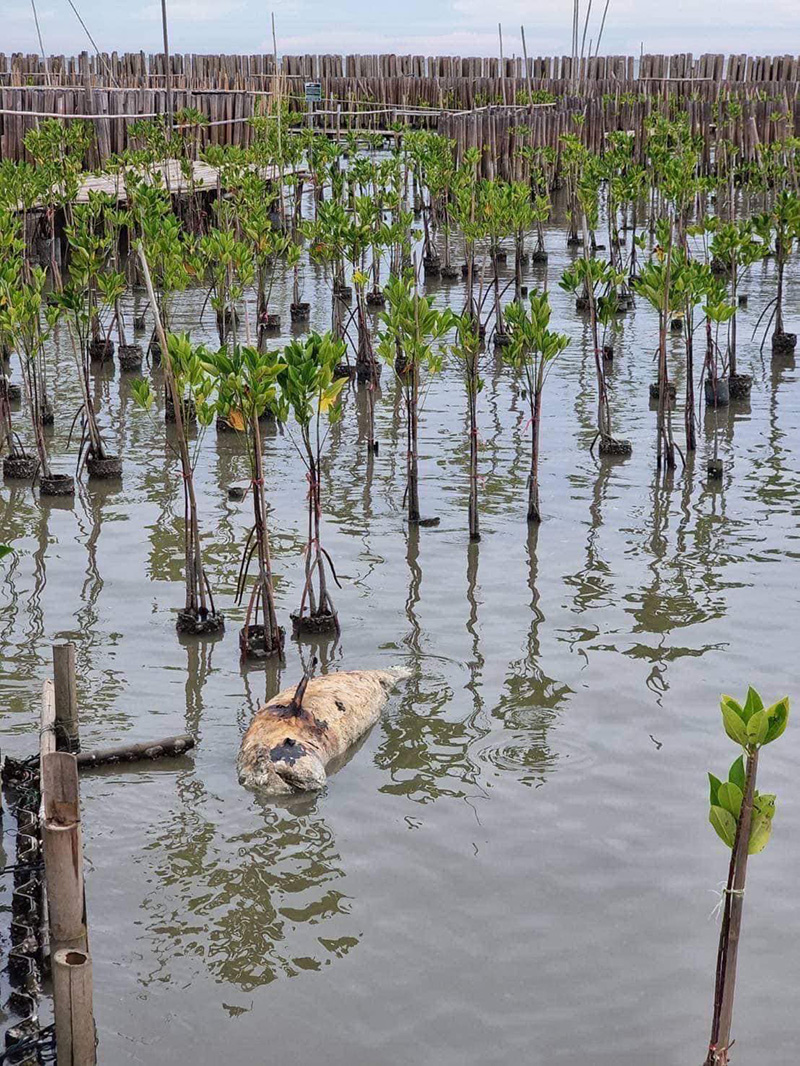ต๊ะ นารากร เผยมีโลมาตาย เพราะทำ CSR ปลูกป่า ต๊ะ นารากร เผยมีโลมาตาย เพราะทำ CSR ปลูกป่า