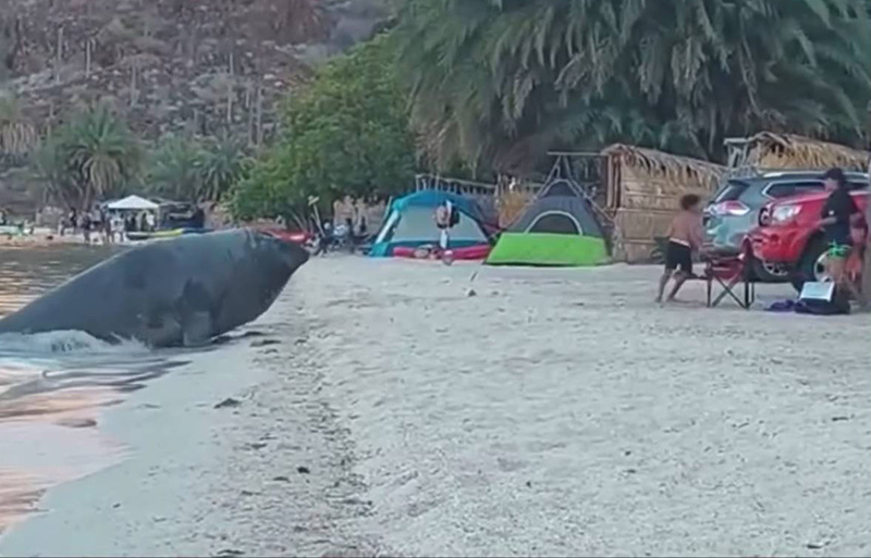 นักท่องเที่ยวแตกกระเจิง เจอช้างน้ำกระดึ๊บขึ้นฝั่ง นักท่องเที่ยวแตกกระเจิง เจอช้างน้ำกระดึ๊บขึ้นฝั่ง