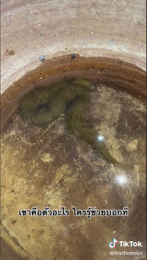 งูมีขน งูมีขน