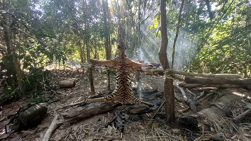 เสือโคร่ง เสือโคร่ง