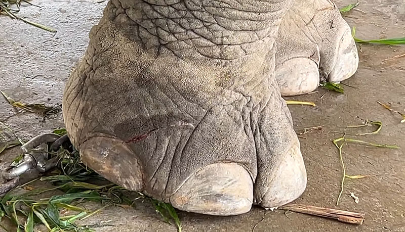 สุดสงสาร พายุถล่มพัดสังกะสีปลิว ตัดงวงช้างหวิดขาดปักทะลุ สุดสงสาร พายุถล่มพัดสังกะสีปลิว ตัดงวงช้างหวิดขาดปักทะลุ