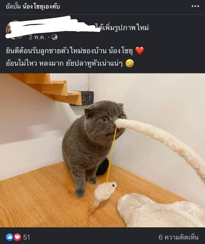 สาวตามหาแมวหาย รู้ทีหลังว่าแฟนขโมยไปขาย สาวตามหาแมวหาย รู้ทีหลังว่าแฟนขโมยไปขาย