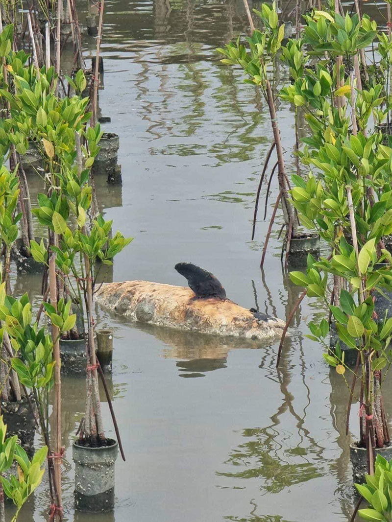 ต๊ะ นารากร เผยมีโลมาตาย เพราะทำ CSR ปลูกป่า ต๊ะ นารากร เผยมีโลมาตาย เพราะทำ CSR ปลูกป่า