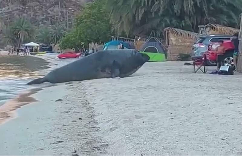 นักท่องเที่ยวแตกกระเจิง เจอช้างน้ำกระดึ๊บขึ้นฝั่ง นักท่องเที่ยวแตกกระเจิง เจอช้างน้ำกระดึ๊บขึ้นฝั่ง