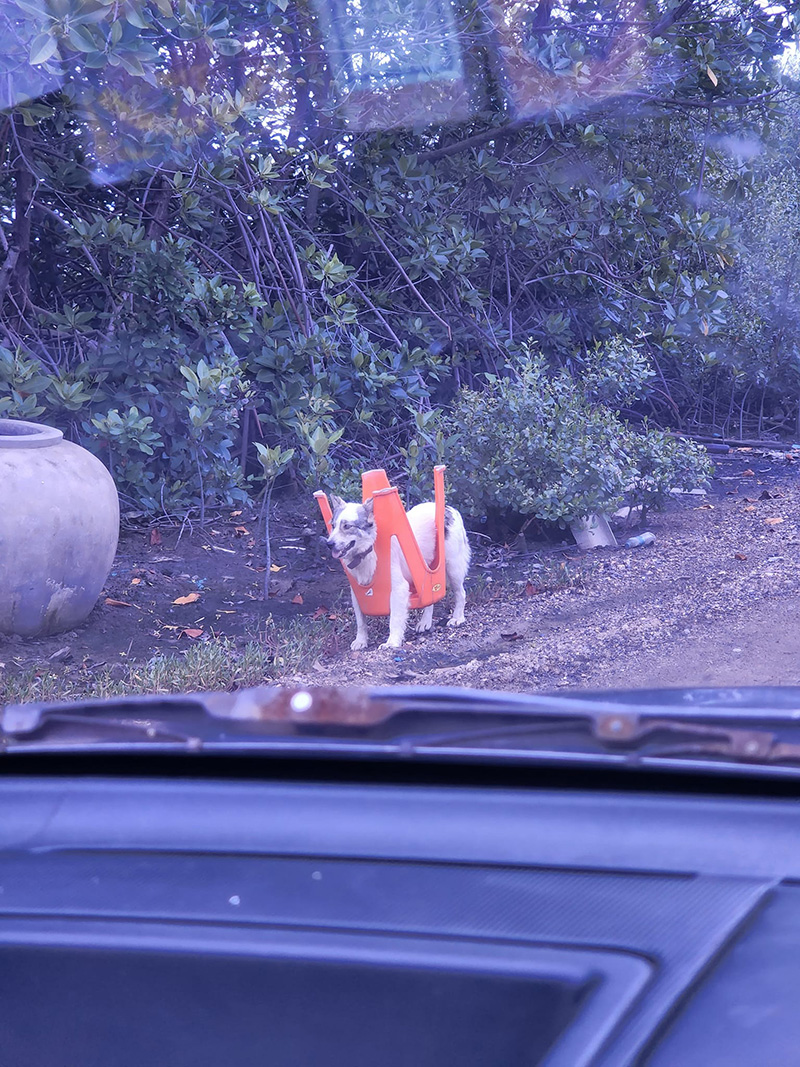 ไวรัลฮา ๆ เมื่อน้องหมาตัวแสบ เจอเจ้าของสู้กลับ ไวรัลฮา ๆ เมื่อน้องหมาตัวแสบ เจอเจ้าของสู้กลับ