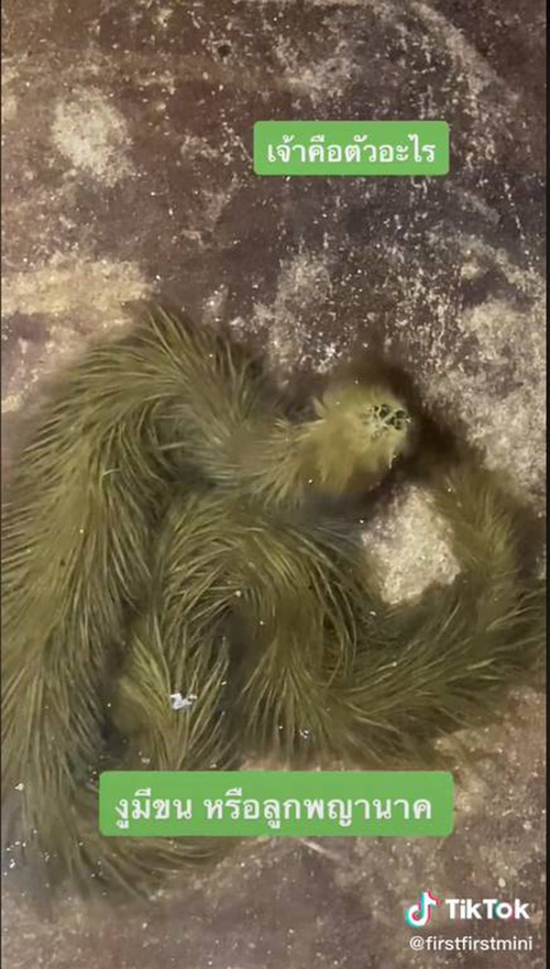 งูมีขน งูมีขน