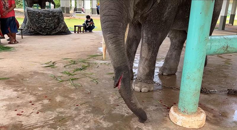 สุดสงสาร พายุถล่มพัดสังกะสีปลิว ตัดงวงช้างหวิดขาดปักทะลุ สุดสงสาร พายุถล่มพัดสังกะสีปลิว ตัดงวงช้างหวิดขาดปักทะลุ