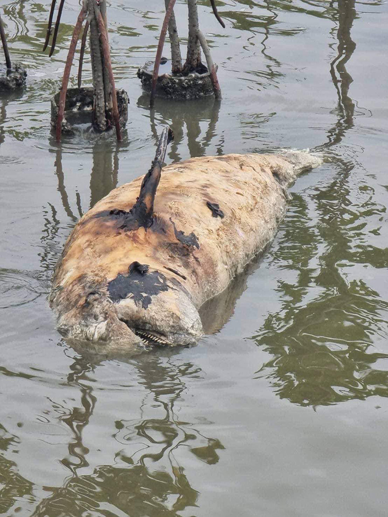 ต๊ะ นารากร เผยมีโลมาตาย เพราะทำ CSR ปลูกป่า ต๊ะ นารากร เผยมีโลมาตาย เพราะทำ CSR ปลูกป่า