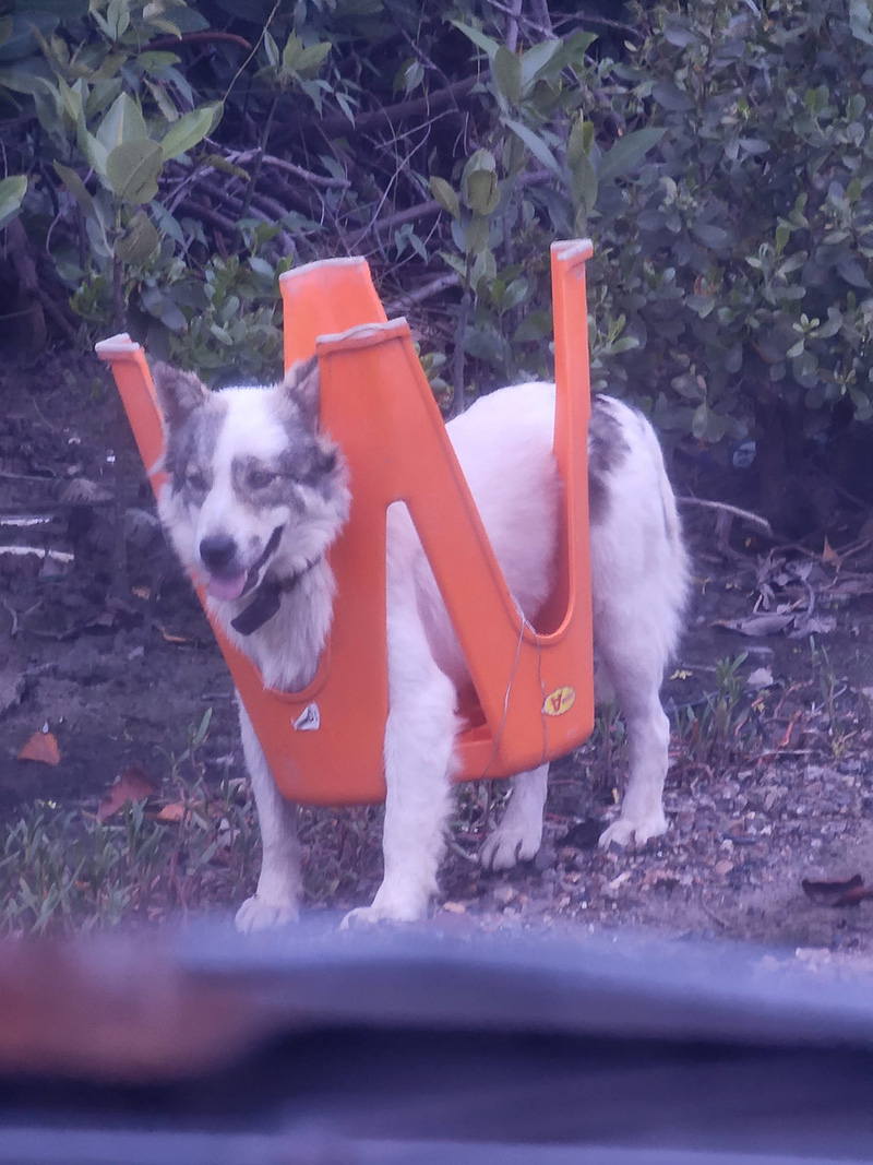 ไวรัลฮา ๆ เมื่อน้องหมาตัวแสบ เจอเจ้าของสู้กลับ ไวรัลฮา ๆ เมื่อน้องหมาตัวแสบ เจอเจ้าของสู้กลับ