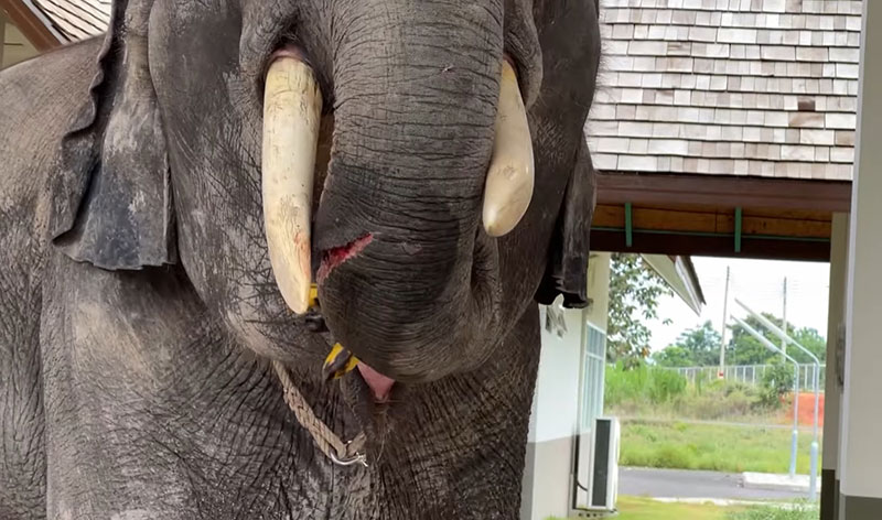 สุดสงสาร พายุถล่มพัดสังกะสีปลิว ตัดงวงช้างหวิดขาดปักทะลุ สุดสงสาร พายุถล่มพัดสังกะสีปลิว ตัดงวงช้างหวิดขาดปักทะลุ