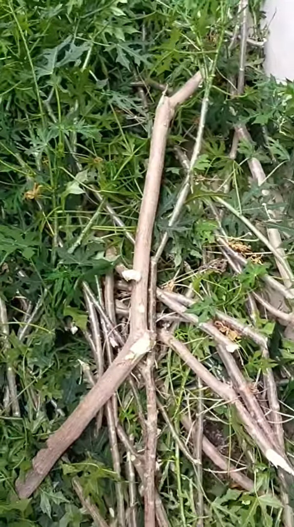 สาวเล่น TikTok คว้าต้นไชยามาเป็นแซกโซโฟน สาวเล่น TikTok คว้าต้นไชยามาเป็นแซกโซโฟน