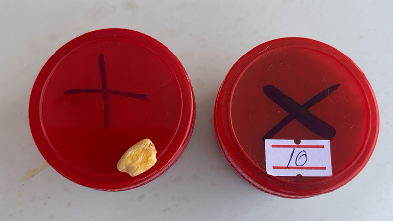 หนุ่มมักแจ่วบอง กินจนคำสุดท้าย เคี้ยวเจอสิ่งปริศนา หนุ่มมักแจ่วบอง กินจนคำสุดท้าย เคี้ยวเจอสิ่งปริศนา