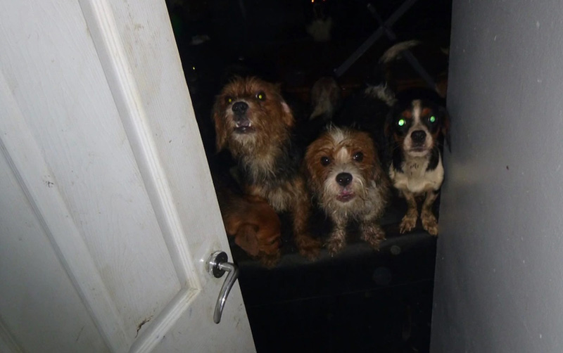 พ่อแม่จากนรก ทิ้งลูก 8 คนอยู่กับหมา 35 ตัว พ่อแม่จากนรก ทิ้งลูก 8 คนอยู่กับหมา 35 ตัว