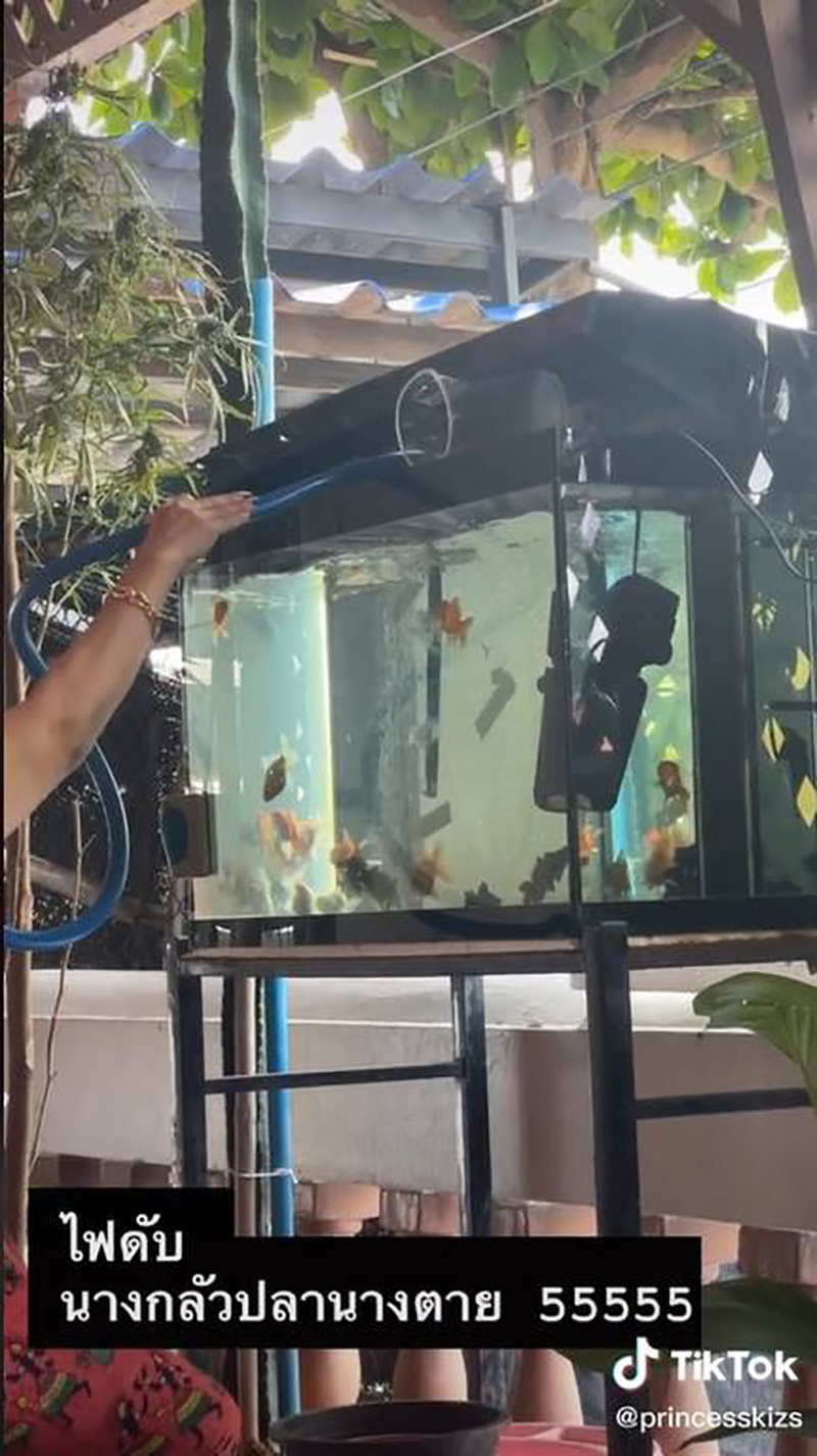 แม่กลัวปลาตาย แม่กลัวปลาตาย