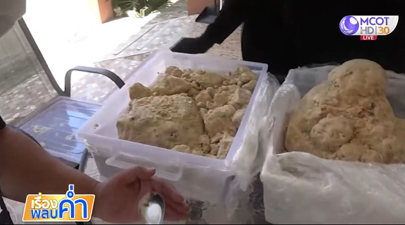 อำพันทะเลยักษ์ 30 กก. อำพันทะเลยักษ์ 30 กก.