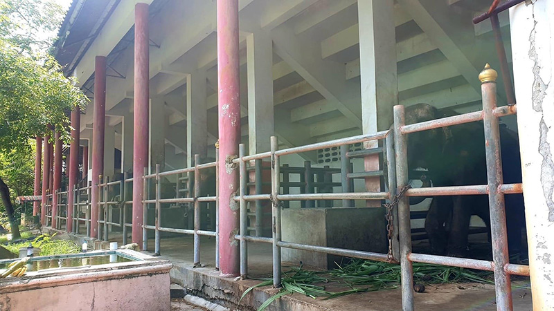 ช้างฟาร์มจระเข้สมุทรปราการ ช้างฟาร์มจระเข้สมุทรปราการ