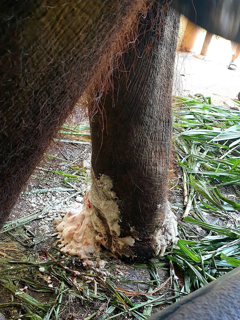 ช้างฟาร์มจระเข้สมุทรปราการ ช้างฟาร์มจระเข้สมุทรปราการ