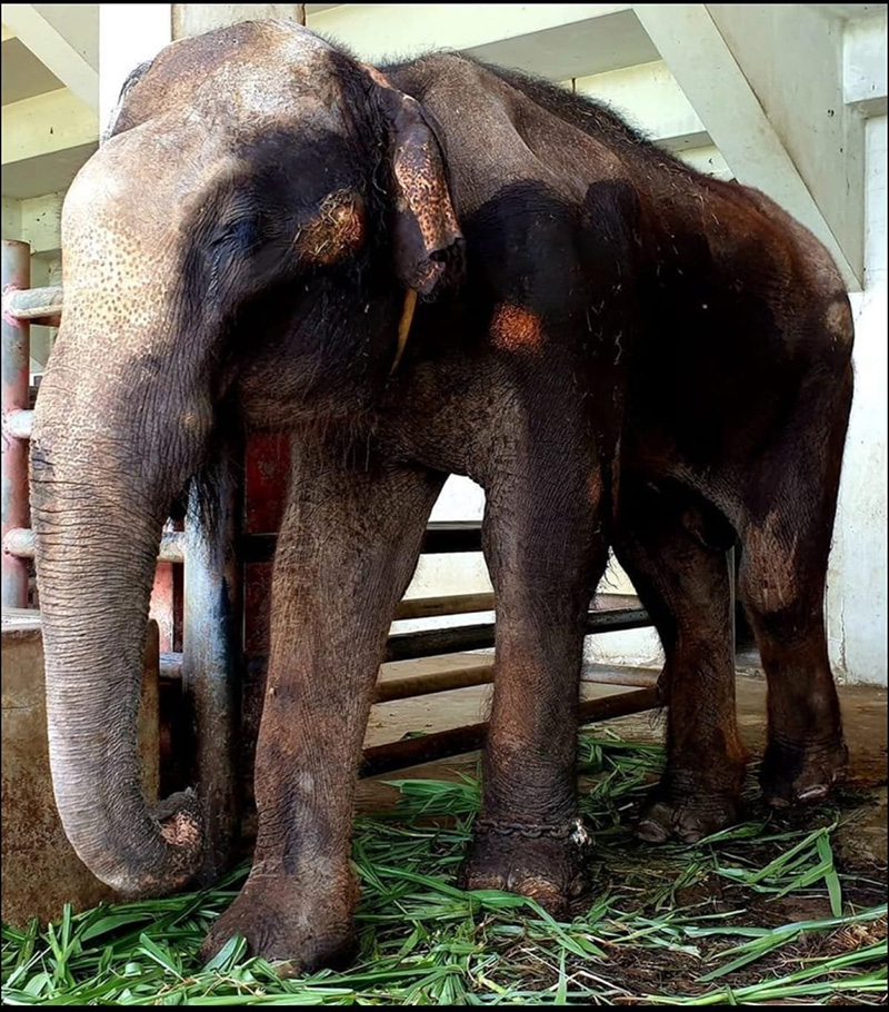 ช้างฟาร์มจระเข้สมุทรปราการ ช้างฟาร์มจระเข้สมุทรปราการ