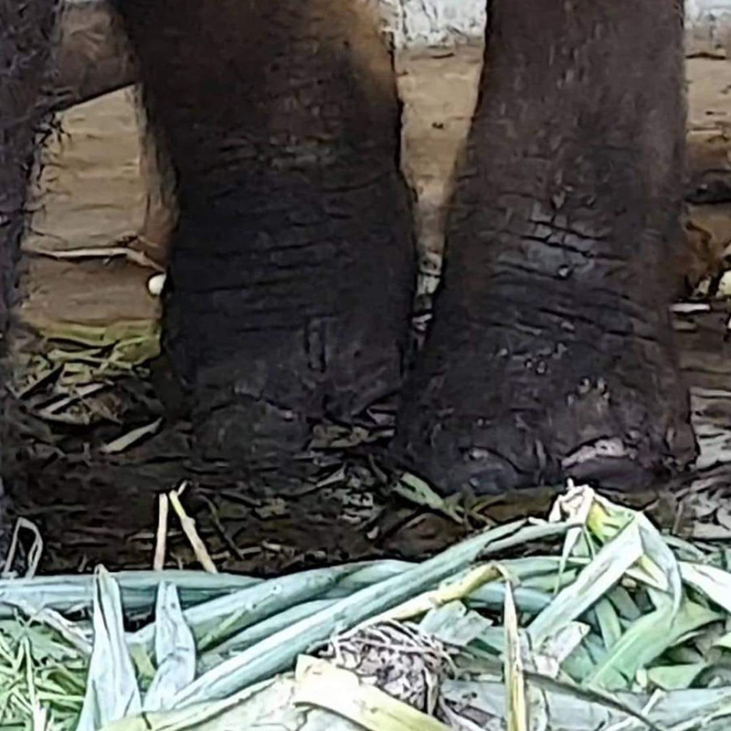 ช้างฟาร์มจระเข้สมุทรปราการ ช้างฟาร์มจระเข้สมุทรปราการ